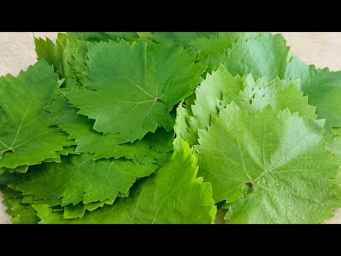 Видео: Самый лучший способ заготовки виноградных листьев на зиму!!!