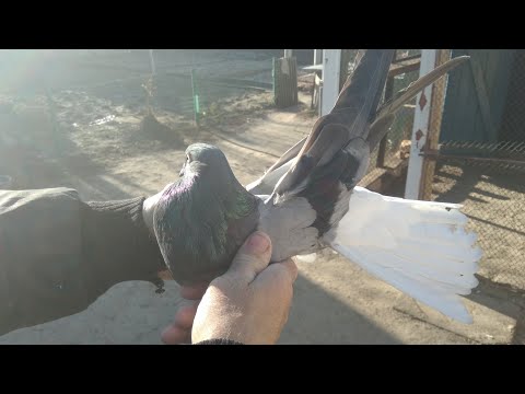 Видео: Николаевские голуби сизые и белые моего дедушки-2(декабрь 2019)