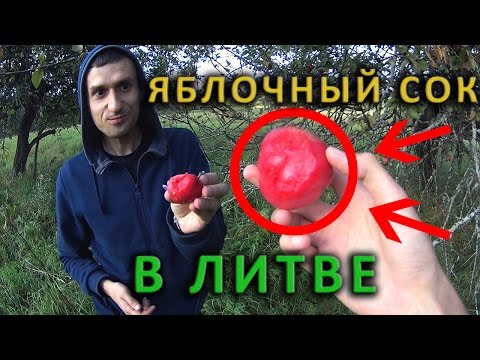 Видео: Жизнь в Литве. Как давить сок из яблок в Литве.