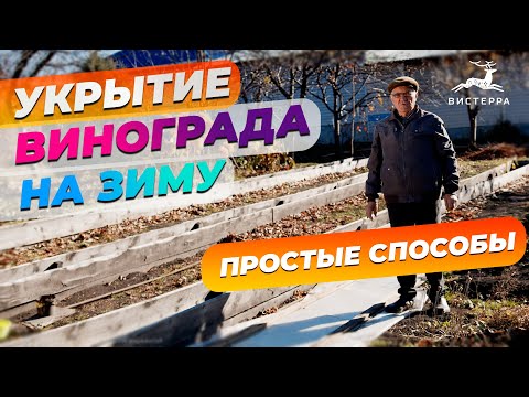 Видео: УКРЫТИЕ ВИНОГРАДА НА ЗИМУ | ОБРАБОТКА ОТ ГРЫЗУНОВ | КАК УКРЫТЬ ВИНОГРАД НА ЗИМУ
