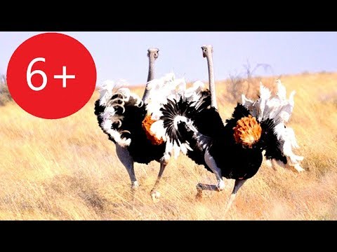 Видео: ребятам  о  зверятах    СТРАУС