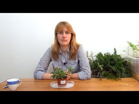 Видео: Черенкование петунии.