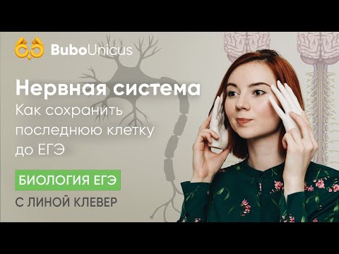 Видео: Нервная система | БИОЛОГИЯ ЕГЭ | Лина Клевер
