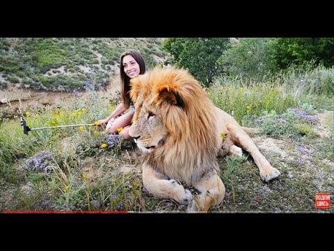Видео: ЛЬВИНЫЕ ОБНИМАШКИ от льва-вожака Чука Sweet hungs with Chuk, the lion - leader of all prides"