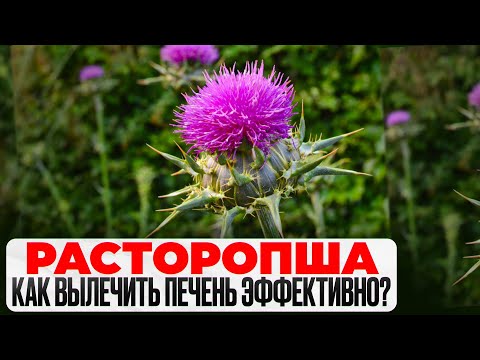 Видео: Расторопша. Как вылечить печень эффективно?