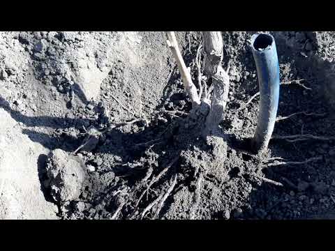 Видео: Росяные корни винограда, говорим о них серьезно