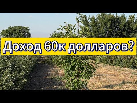 Видео: Продаю! Ягодный🫐🍓 бизнес с доходом 60 тысяч долларов