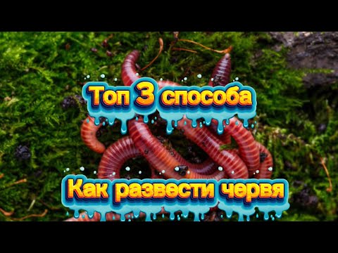Видео: Топ 3 способа как развести червя у себя дома.