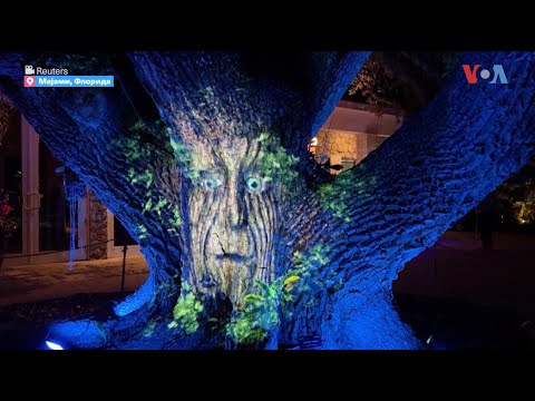 Видео: 137-годишно дрво по име „Арчи“ преку проекција им зборува на посетителите во Мајами