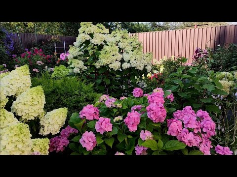 Видео: Моё превращение из неумехи в коллекционера  гортензий