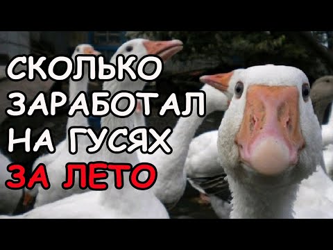 Видео: Гуси,как бизнес идея в деревне.Чем выгодно заниматься в деревне.Семья в деревне,Деревенский канал.