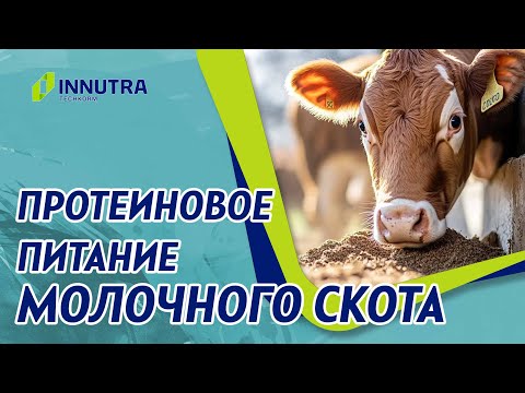 Видео: Протеиновое питание молочного скота
