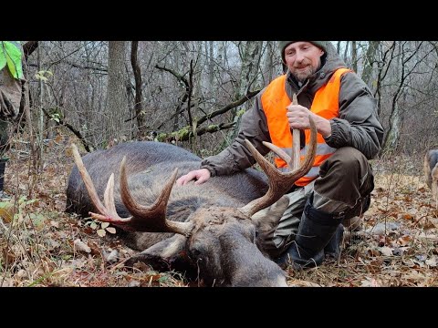 Видео: ЗВЕРЬ ВЫХОДИТ НА МЕНЯ В КАЖДОМ ЗАГОНЕ. ЗАГОННАЯ ОХОТА НА КОСУЛЮ И ЛОСЯ