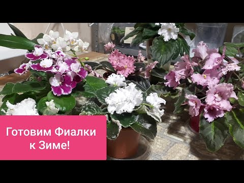 Видео: Фиалки! 7 Правил ОСОБОГО ухода ОСЕНЬЮ!!