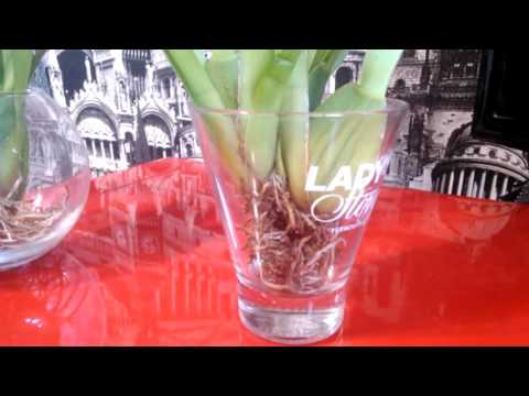 Видео: Открытая система! (Содержание в воде с просушкой). Мильтониопсис и Камбрия.