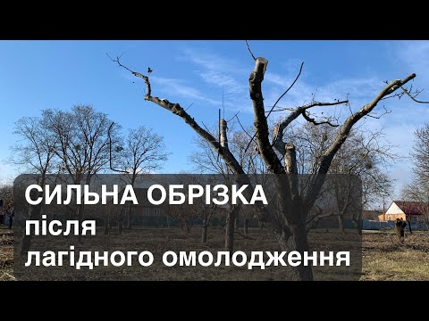 Видео: Сильна обрізка яблуні після лагідного омолодження