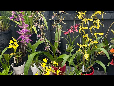 Видео: Онцидиумы ( Oncidium orchids) в моих условиях ☺️