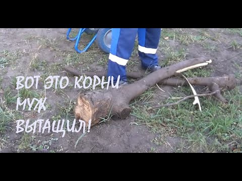 Видео: ВИДЕОКАМЕРА отказывается снимать! Муж тащит из земли ОГРОМНЫЕ КОРНИ! Культивация земли_13.09.2025