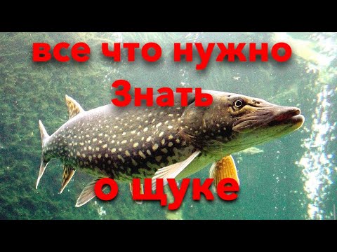 Видео: Все что нужно знать о щуке | нерест щуки | среда обитания | как ловить щуку | самцы и самки