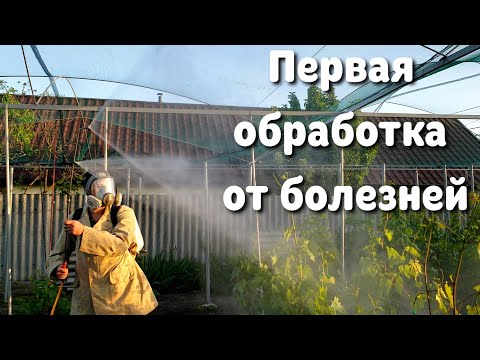 Видео: Обработка винограда перед цветением. Какие препараты, как смешивать, когда обрабатывать