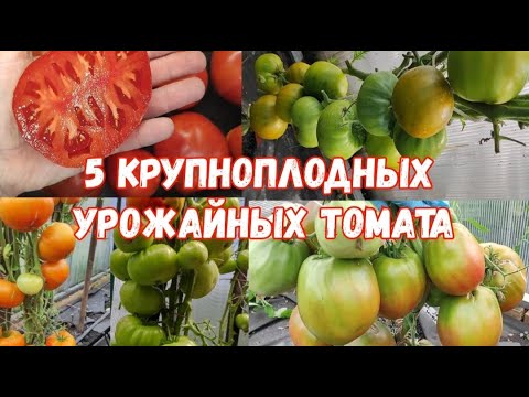 Видео: ТОП 5 СОРТОВ ТОМАТОВ - 10 КИЛОГРАММ С КУСТА ЕЖЕГОДНО #томаты #помидоры #огород #сад