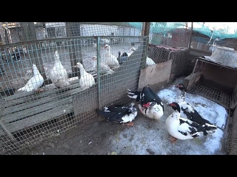 Видео: РОЗВЕДЕННЯ МУСКУСНИХ КАЧОК. СКІЛЬКИ КАЧОК НА ОДНОГО СЕЛЕЗНЯ? ВАГА КАЧОК