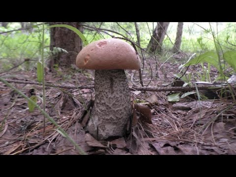 Видео: ПОЛНАЯ КОРЗИНА ГРИБОВ! ЭЛИТНЫЕ ГРИБЫ В ИЮНЕ! Поход по грибы в лес!