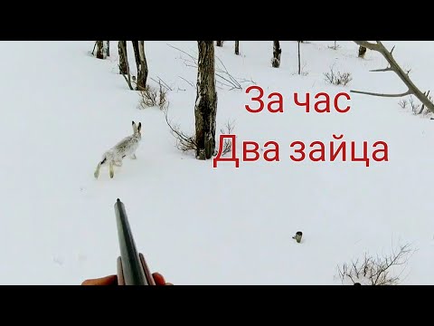 Видео: охота на зайца "кто рано встаёт тому бог подаёт"