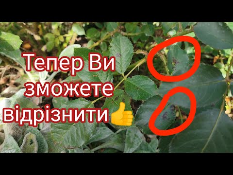 Видео: НБР та ЧП на трояндах🌹Визначаємо, діємо!