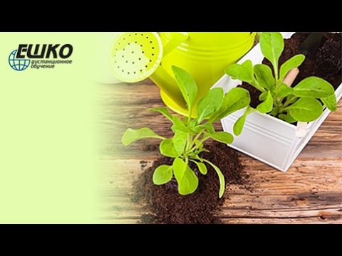 Видео: Выращивание домашней рассады овощных и декоративных культур на подоконнике. Использование...