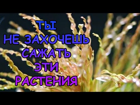 Видео: ТЫ НЕ ЗАХОЧЕШЬ САЖАТЬ ЭТИ РАСТЕНИЯ
