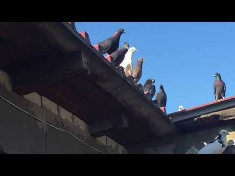 Видео: #Pigeons.Результаты,как приучить новых голубей. 