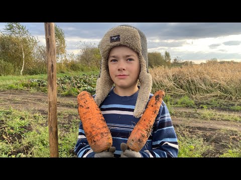 Видео: Збір моркви 2025. 