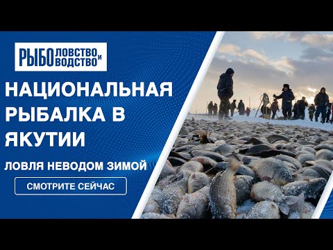 Видео: Рыбалка в Якутии. Ловля неводом зимой на озере Чыаппара. Мунха.