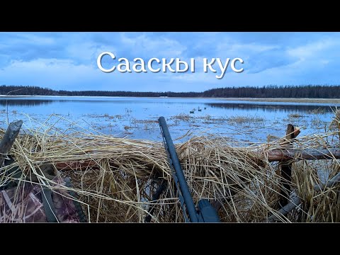 Видео: Сааскы кус I Тоҥоруу