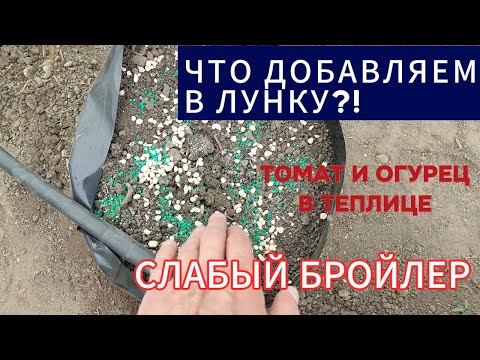 Видео: Высадили томат и огурец в теплицу. Слабый бройлер. Подкормки клубники. Сеем капусту. Спасаем чеснок.