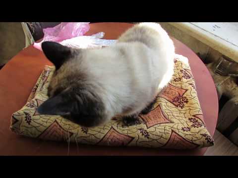 Видео: Препарат-капли от блох Stronghold