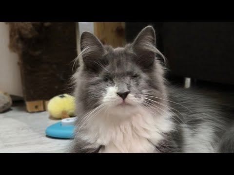 Видео: В новый дом поехала кошечка Алоша, котора попала ко мне еле живой крошкой в мае 