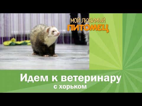 Видео: ИДЕМ К ВЕТЕРИНАРУ С ХОРЬКОМ: когда, зачем, как часто?