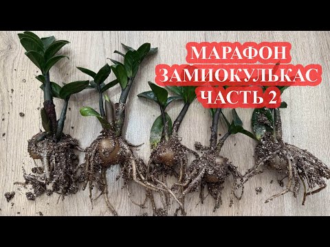 Видео: МАРФОН ЗАМИОКУЛЬКАС часть 2 укореняем листья замиокулькаса 3 способами на рост мощной корневой