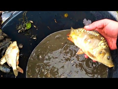 Видео: Проект "Аренда водоёма" 42 (ДР)