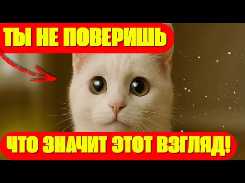 Видео: Кошка медленно моргает глядя на вас? Учёные ШОКИРОВАНЫ что это значит!