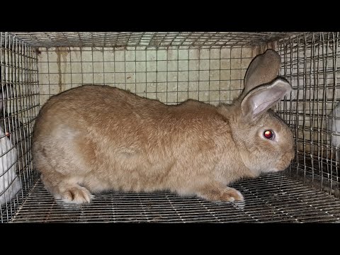 Видео: Кролики на племя,  пришло время  разводить кроликов!