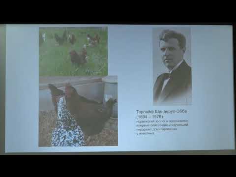 Видео: Иваницкий В. В. - Зоосоциология - 5. Доминирование