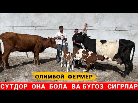 Видео: СУТДОР  ОНА  БОЛА  ВА БУГОЗ  СИГРЛАР ОГЛИМБОЙ  ФЕРМЕР !