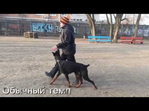 Видео: Доберман Бостон, тренировка ОКД + пара трюков