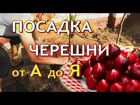 Видео: Правильная посадка саженцев черешни от А до Я. Как посадить черешню осенью? Формировка черешни.