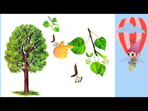 Видео: Дидактична гра для дошкільнят " Дерева та кущі", мовленнєва вправа " Листочок який?"