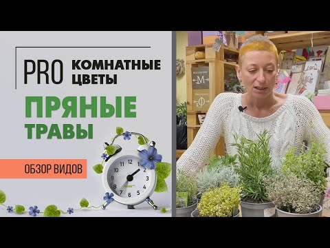 Видео: Пряные травы в горшочках для дома -  и красиво, и полезно | Ароматные травы на подоконнике