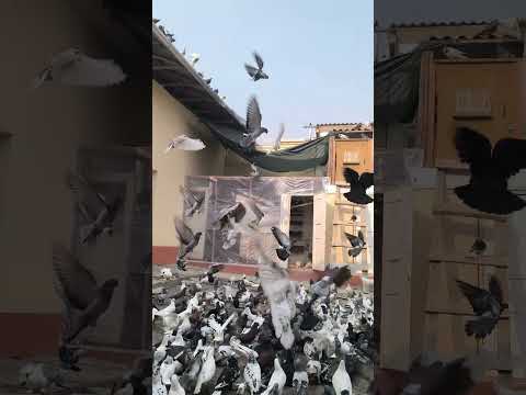 Видео: 10 ноября 2025 г.